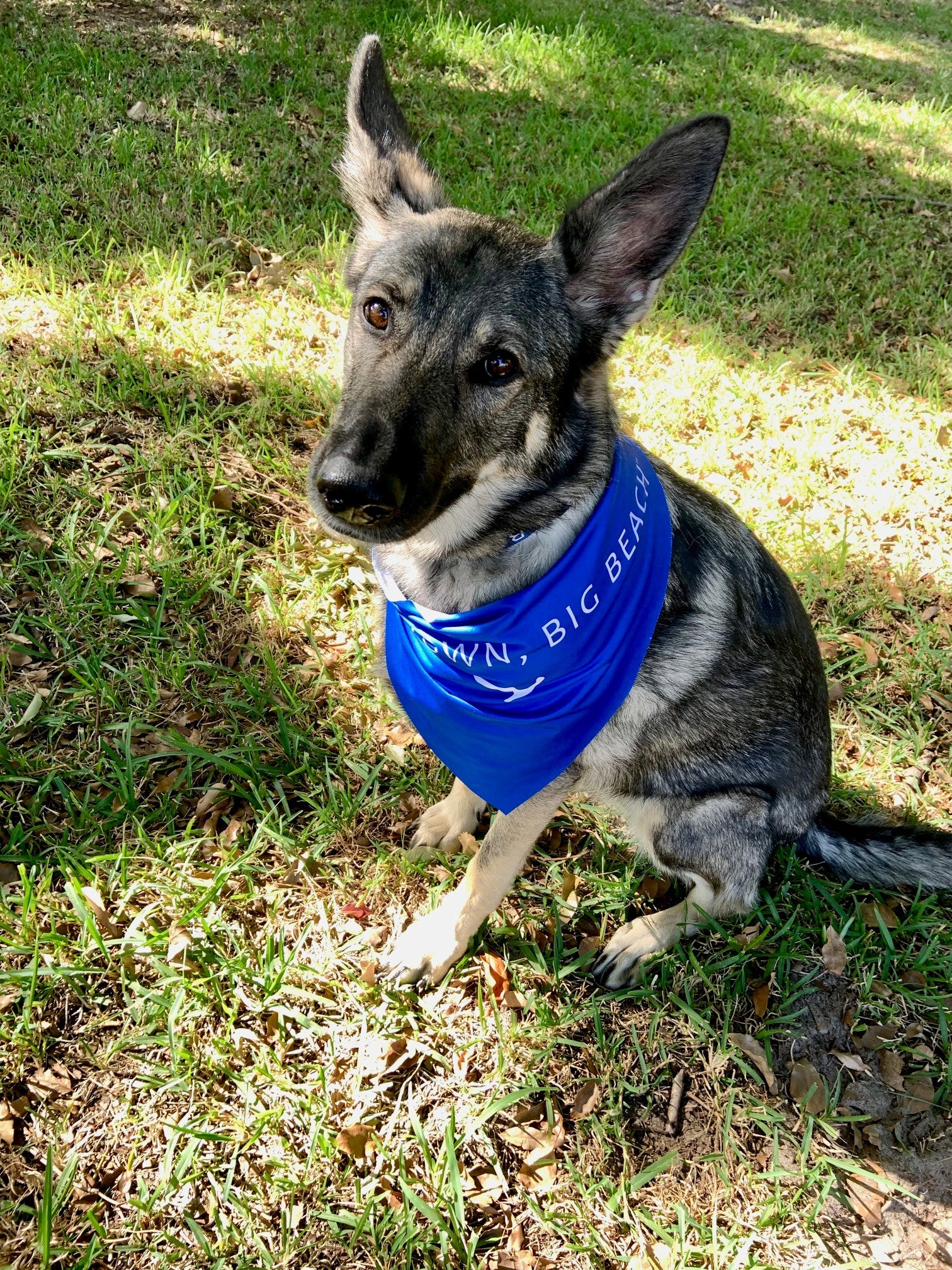 STBB Dog Bandana